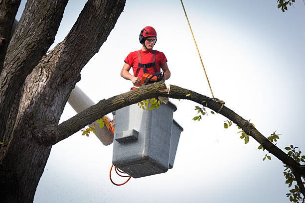 Best Tree Branch Trimming  in Maan, ND